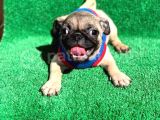 Erkek Ve Dişi Orji̇nal Pug Mops
