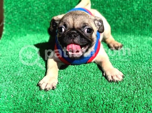 Erkek Ve Dişi Orji̇nal Pug Mops görsel