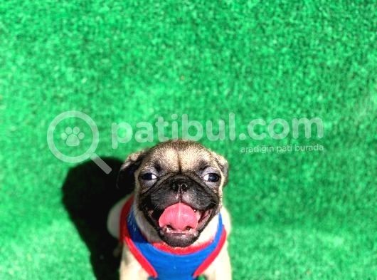 Erkek Ve Dişi Orji̇nal Pug Mops görsel