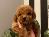 Aşılı Pasaportlu Poodle Bebekler