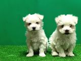 IRK VE SAĞLIK GÜVENCESİYLE MALTESE TERRIER YAVRULAR