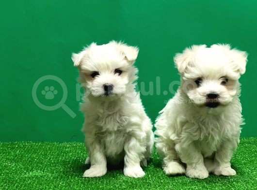 Irk Ve Sağlik Güvencesi̇yle Maltese Terrier Yavrular