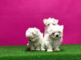 Maltese Terri̇er Yavrular