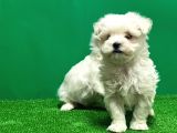 Irk Ve Sağlik Güvencesi̇yle Maltese Terrier Yavrular