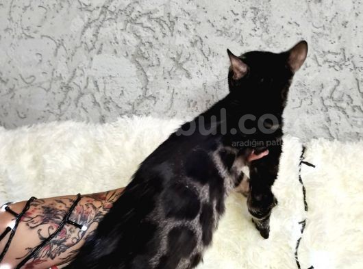 Bengal Cat Pedigreed  görsel