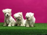 Maltese Terri̇er Yavrular