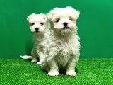 Irk Ve Sağlik Güvencesi̇yle Maltese Terrier Yavrular