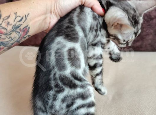 Silver Bengal Erkek  görsel