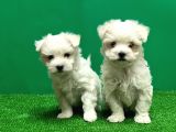 Irk Ve Sağlik Güvencesi̇yle Maltese Terrier Yavrular