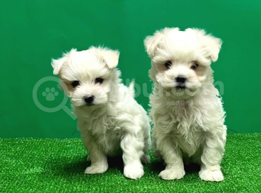 Irk Ve Sağlik Güvencesi̇yle Maltese Terrier Yavrular görsel