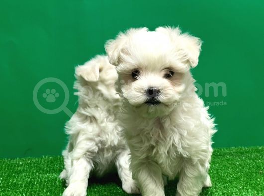 Irk Ve Sağlik Güvencesi̇yle Maltese Terrier Yavrular görsel