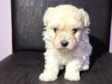 Tea Cup Erkek Toy Poodle 