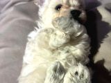 Tea Cup Erkek Toy Poodle 