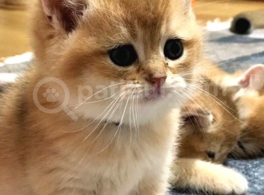A Kalite Bri̇ti̇sh Shorthai̇r Golden  Yavrular görsel