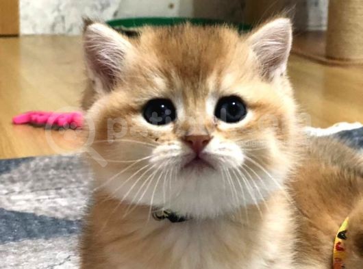 A Kalite Bri̇ti̇sh Shorthai̇r Golden  Yavrular