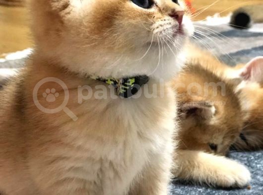 A Kalite Bri̇ti̇sh Shorthai̇r Golden  Yavrular görsel