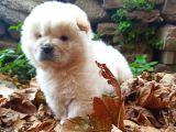 Chow chow yavrularımız