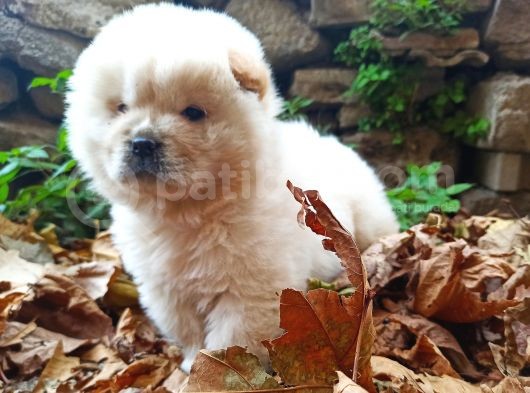 Chow Chow Yavrularımız