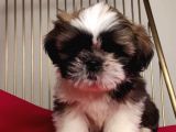 Shih Tzu Yavrular