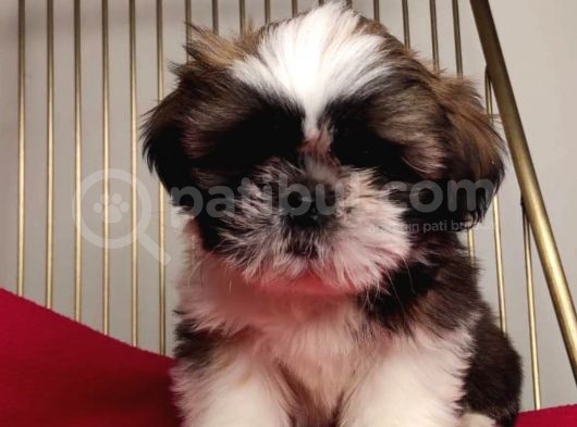 Shih Tzu Yavrular