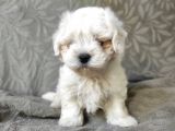 Maltese yavrular