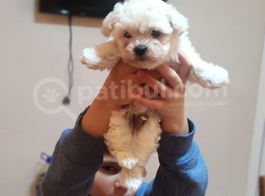 Tea Cup Erkek Toy Poodle  görsel