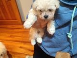 Tea Cup Erkek Toy Poodle 