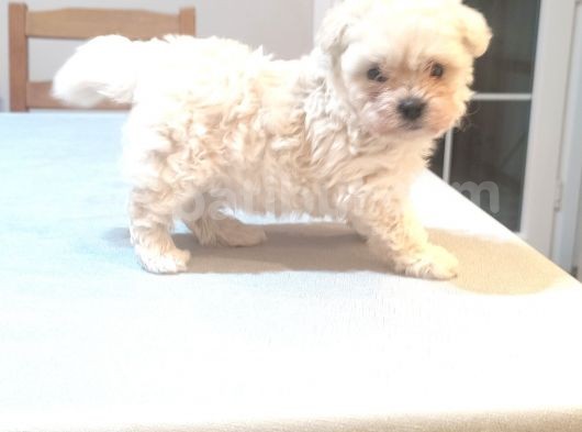 Tea Cup Erkek Toy Poodle  görsel