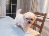 Tea Cup Erkek Toy Poodle 