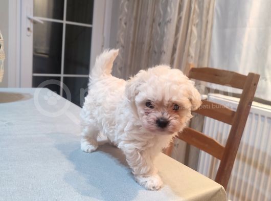 Tea Cup Erkek Toy Poodle  görsel