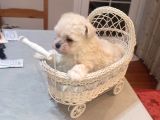 Tea Cup Erkek Toy Poodle 