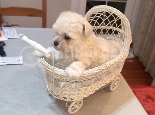 Tea Cup Erkek Toy Poodle  görsel