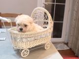 Tea Cup Erkek Toy Poodle 