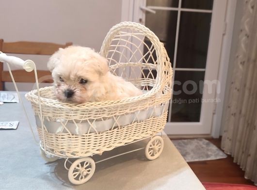 Tea Cup Erkek Toy Poodle  görsel