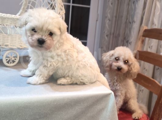 Tea Cup Erkek Toy Poodle  görsel