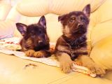 Show kalite alman çoban köpeği yavruları