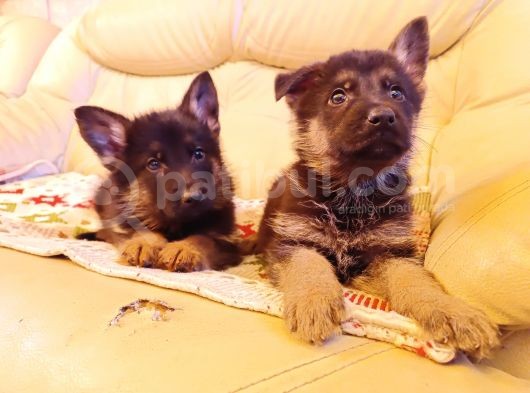 Show Kalite Alman Çoban Köpeği Yavruları