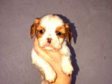 Morkie Cinsi Yavrular 