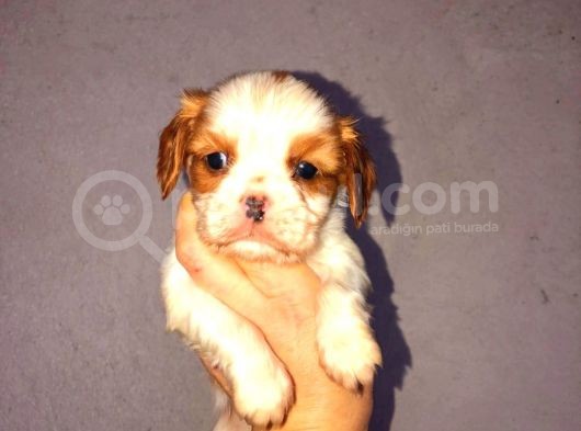 Morkie Cinsi Yavrular  görsel