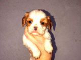 Morkie Cinsi Yavrular 