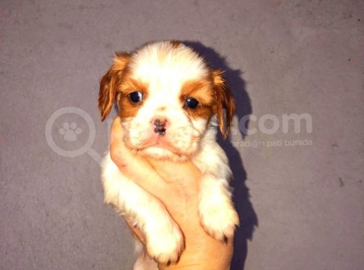 Morkie Cinsi Yavrular 