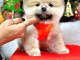 Safkan Pomeranian Boo Yavrularımız