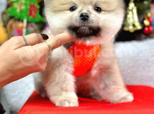 Safkan Pomeranian Boo Yavrularımız görsel