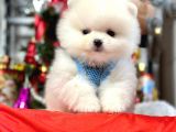 Safkan pomeranian boo yavrularımız