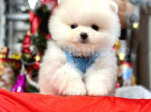 Safkan Pomeranian Boo Yavrularımız