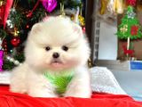 Safkan Pomeranian Boo Yavrularımız