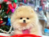 Safkan Pomeranian Boo Yavrularımız