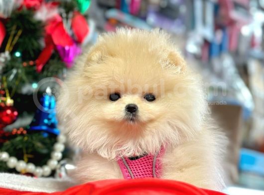 Safkan Pomeranian Boo Yavrularımız görsel