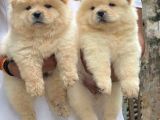 Anatomi̇ Hari̇kasi Chow Chow Yavrulari