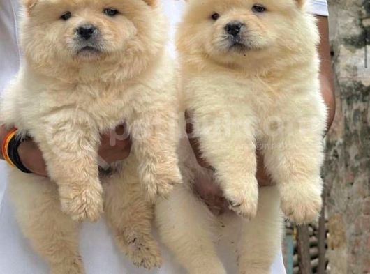 Anatomi̇ Hari̇kasi Chow Chow Yavrulari görsel